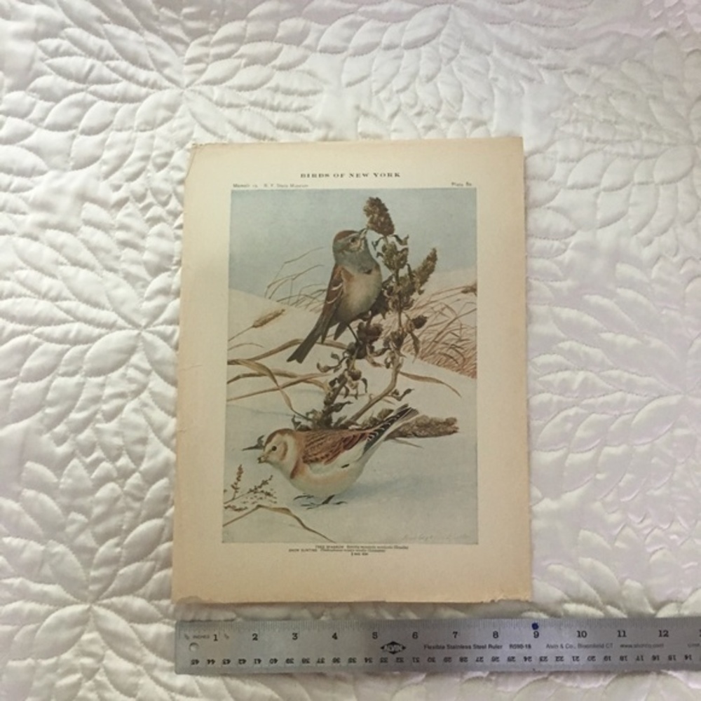 Antique Ornithological Bird Print Original 1913 - Picture 6 of 14